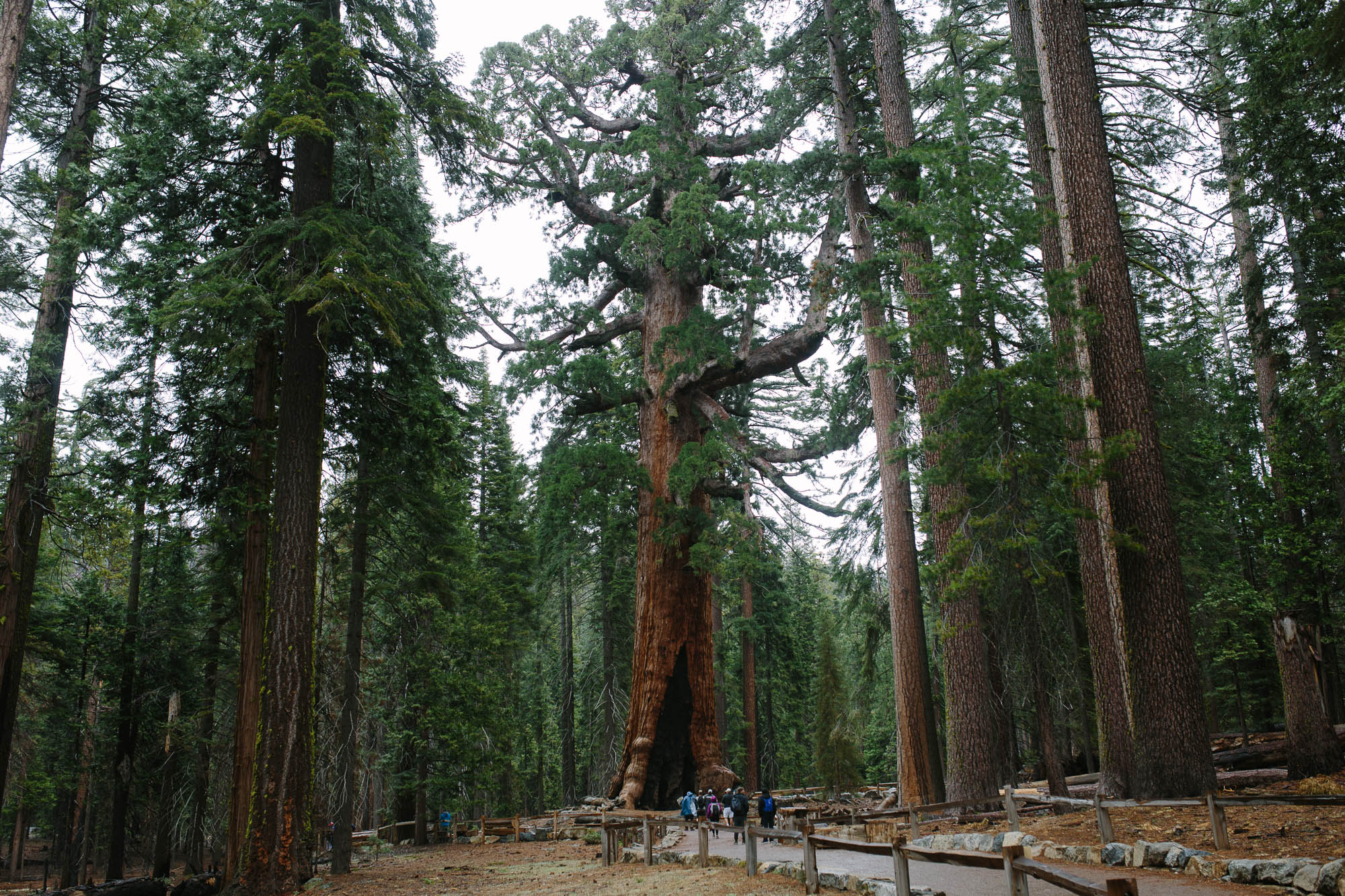 Grizzly Giant Tree